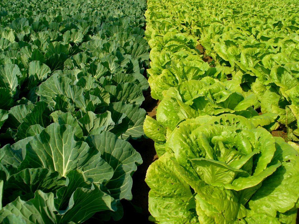 Abukato una herramienta web para las fincas