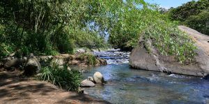 Sembrarán más de 5 mil árboles en Pance, Valle del Cauca item-thumbnail