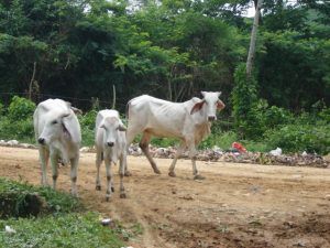 Plantas de beneficio animal tendrán créditos para modernización item-thumbnail