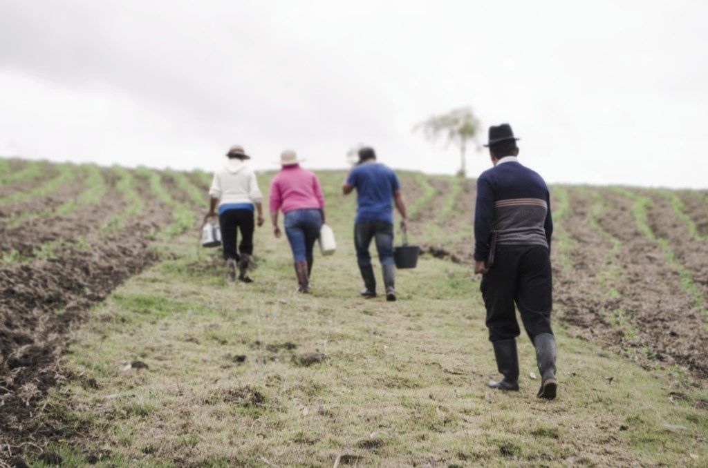 campo colombiano