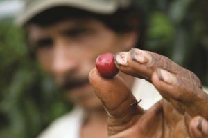¿Por qué está aumentando la producción de café en el país? item-thumbnail