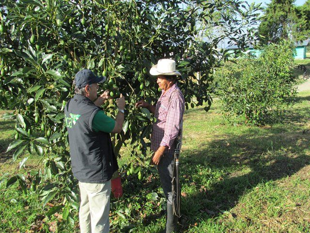 aguacate-hass-made-in-tolima%2c-mas-cerca-de-usa