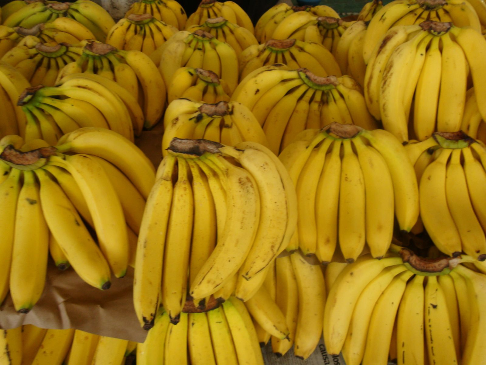 Banano común. Foto: Wikipedia.