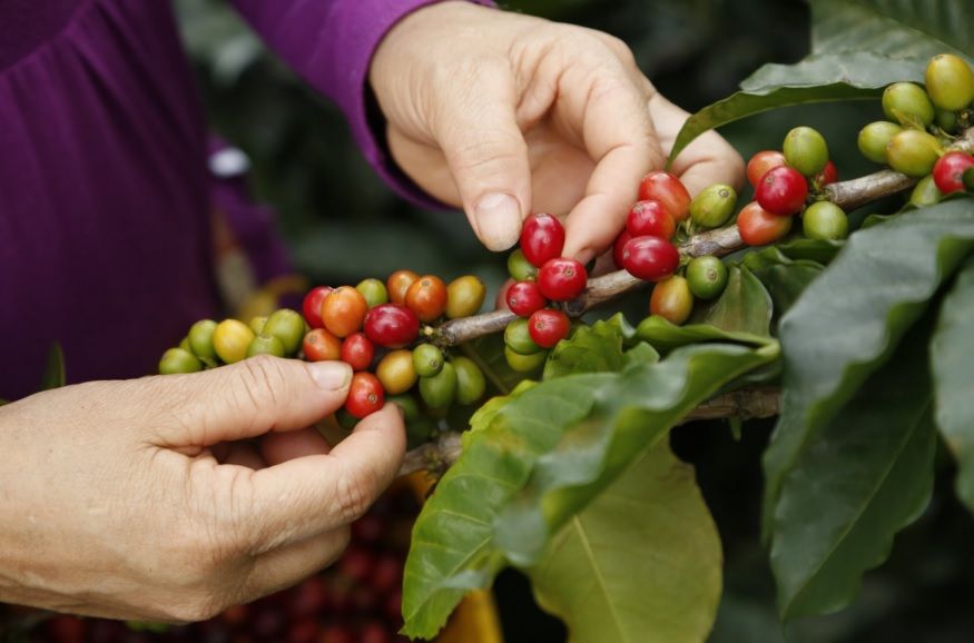 recolección de café