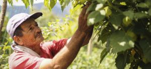 Incentivo a la Capitalización Rural recibirá más recursos item-thumbnail