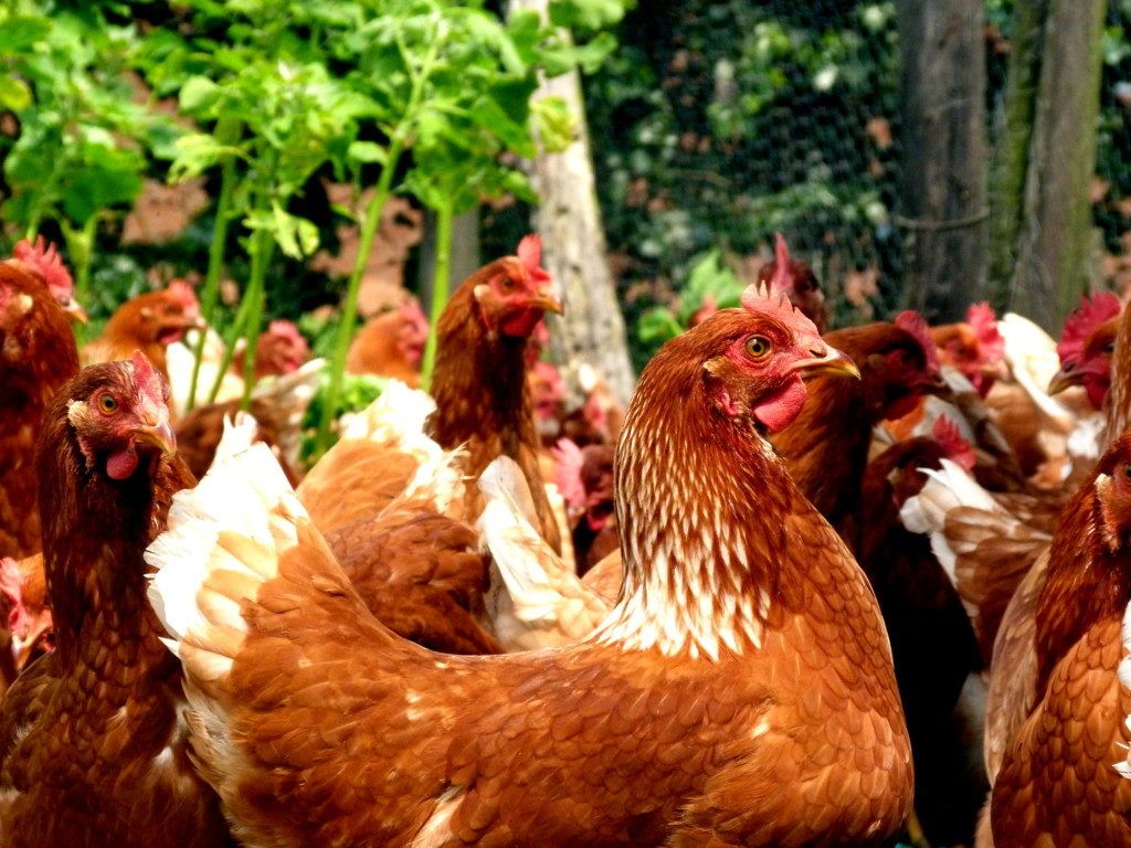 Aprenda a preparar arepa y gallina campesina item-thumbnail
