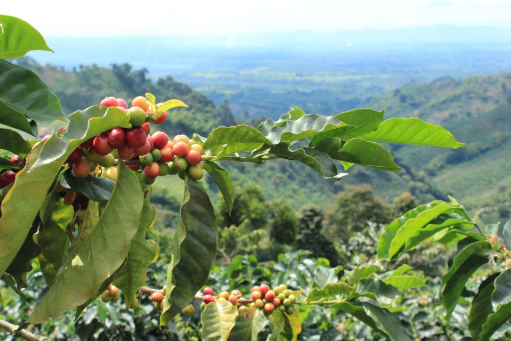 Café colombiano