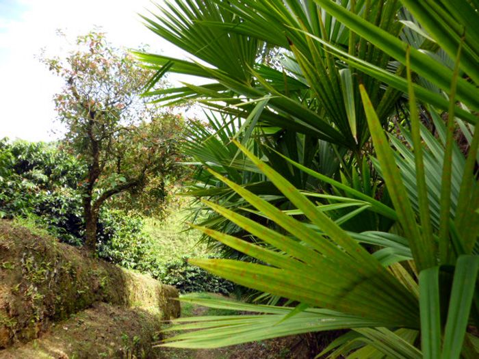 Palma de Iraca