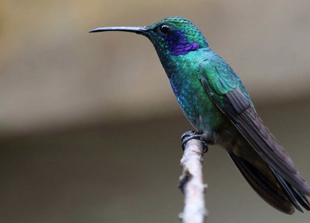 Aves para recuperar ecosistemas