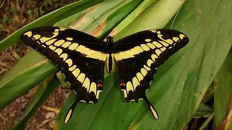 Mariposa