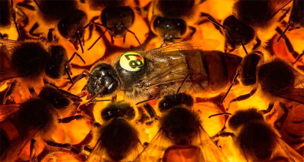 Abejas