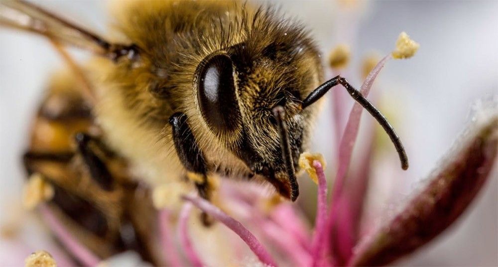 Abejas
