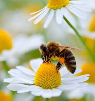 Abejas Vivas