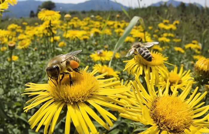 Abejas Vivas
