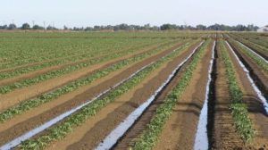 Se hace necesario el uso de aguas residuales para la agricultura item-thumbnail