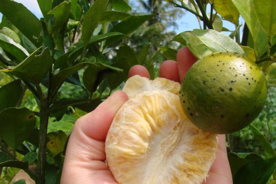 Cultivos Cítricos