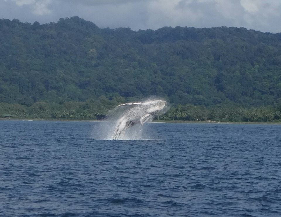 Ballenas