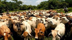 Colombia abre mercado de carne bovina a China item-thumbnail