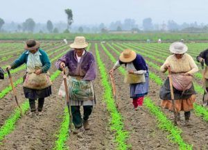 La mujer rural y su aporte a la sociedad item-thumbnail