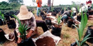 Foro de reconciliación para el desarrollo rural en Boyacá item-thumbnail