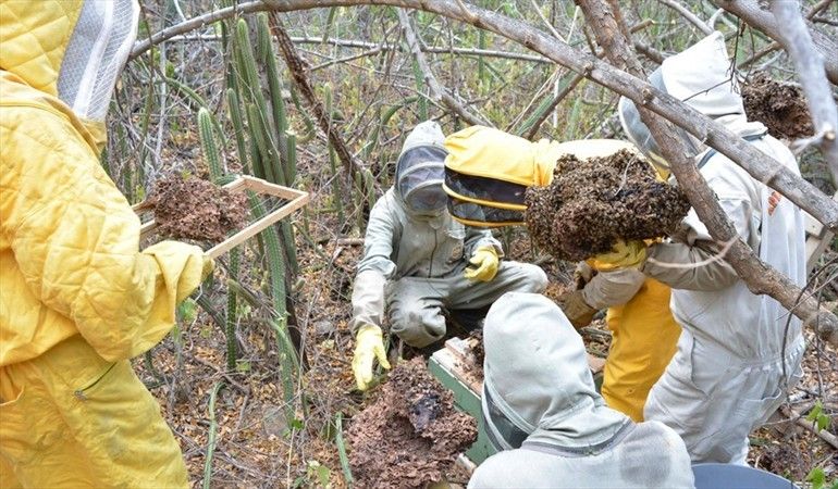 Abejas
