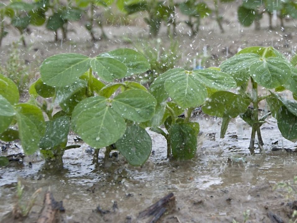Lluvias