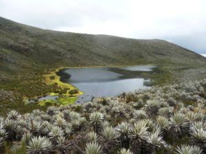 Radio Mundo Rural: Ley de Tierras y protección el páramo Chingaza item-thumbnail