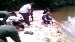 Caquetá libera tortugas en peligro de extinción item-thumbnail