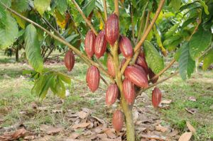 Benefician producción de cacao en Valle del Cauca item-thumbnail