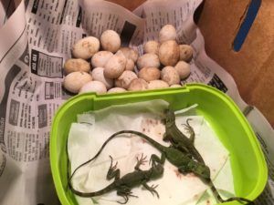 Nacen iguanas de huevos decomisados en semana santa item-thumbnail