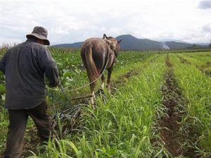 Radio Mundo Rural: consulta popular en Arbeláez y concentración de tierra en Colombia item-thumbnail
