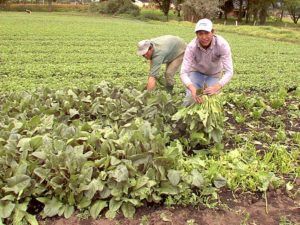 Radio Mundo Rural: beneficios del Acuerdo de Paz en el agro item-thumbnail