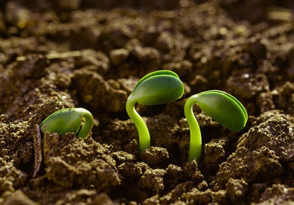agroecológico