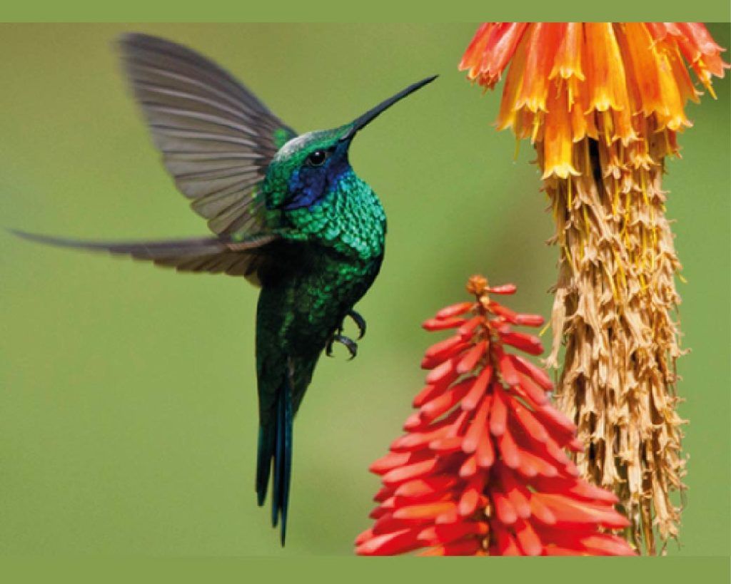 Biodiversidad