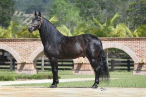 El caballo de paso colombiano será reconocido como raza nativa item-thumbnail