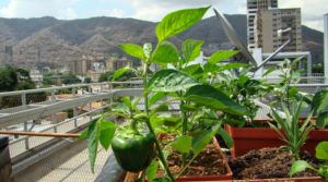 Agricultura urbana item-thumbnail