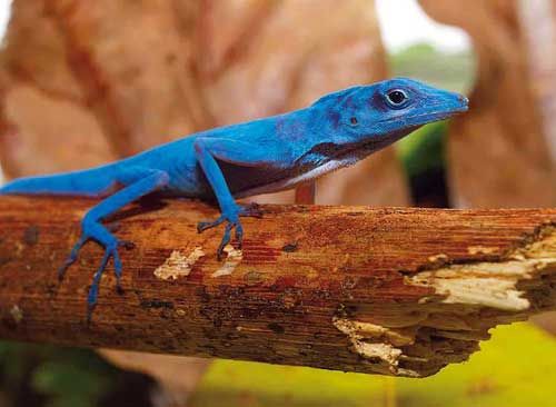 Biodiversidad