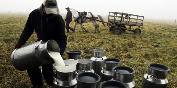 día mundial de la leche