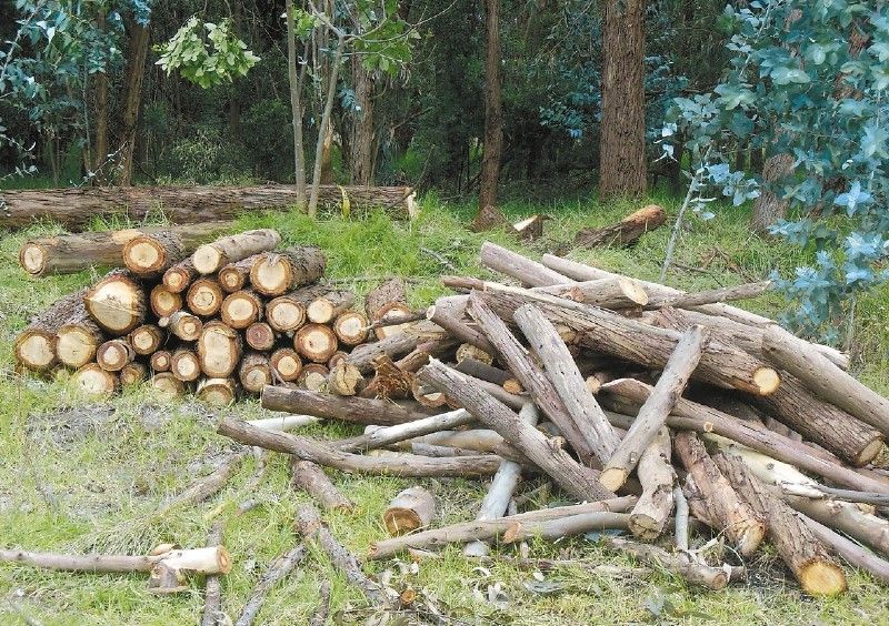 Bosque