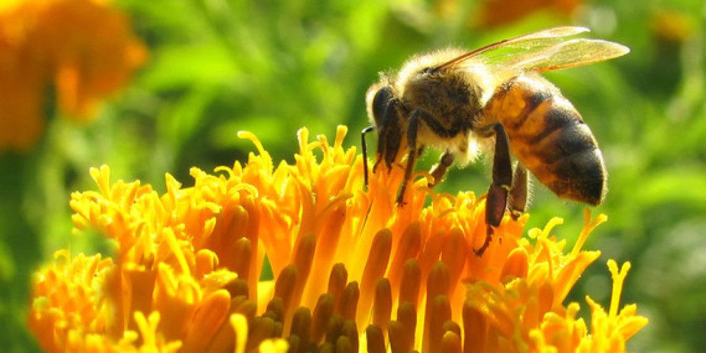 Abejas