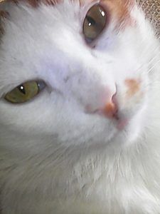 El gato y los torbellinos item-thumbnail
