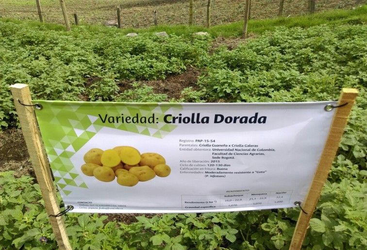 papa criolla