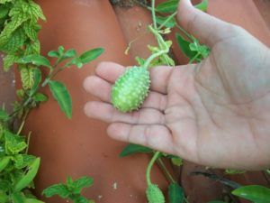 Pepino de monte, “shamuna” en lengua Wayuu item-thumbnail