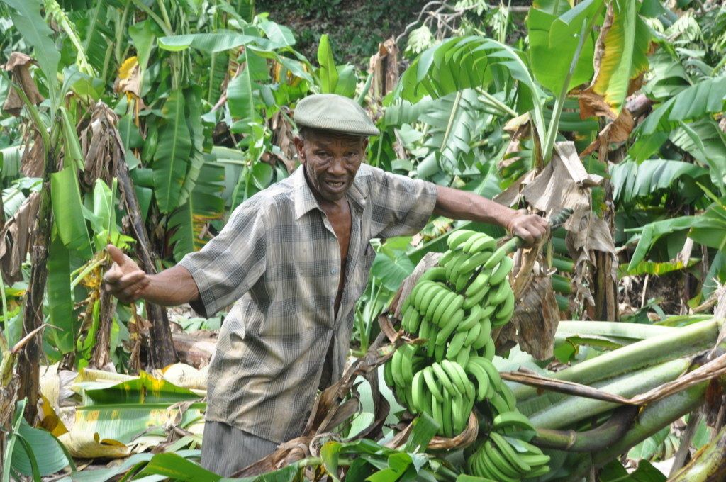 Banano