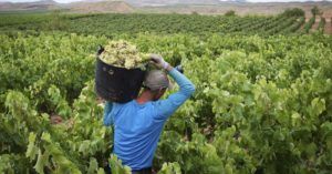 Radio Mundo Rural: bajón económico en el campo colombiano item-thumbnail