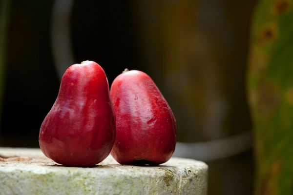 Pomarrosa