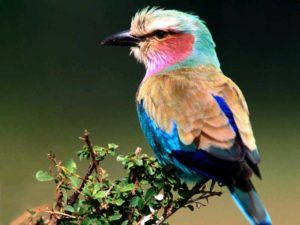 Las aves silvestres en riesgo por parásitos aún no identificados item-thumbnail