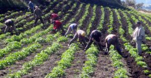 Improvisación en el agro no le permite alcanzar su eficiencia item-thumbnail