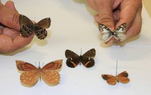 Belmira Antioquia y sus nuevas mariposas item-thumbnail