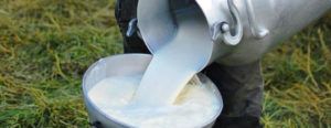 Sector lácteo del Caquetá en crisis por bajos costos del producto item-thumbnail
